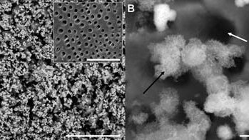 Bioactive glass particles (left) and apatite crystals (right) occluding dentinal tubules